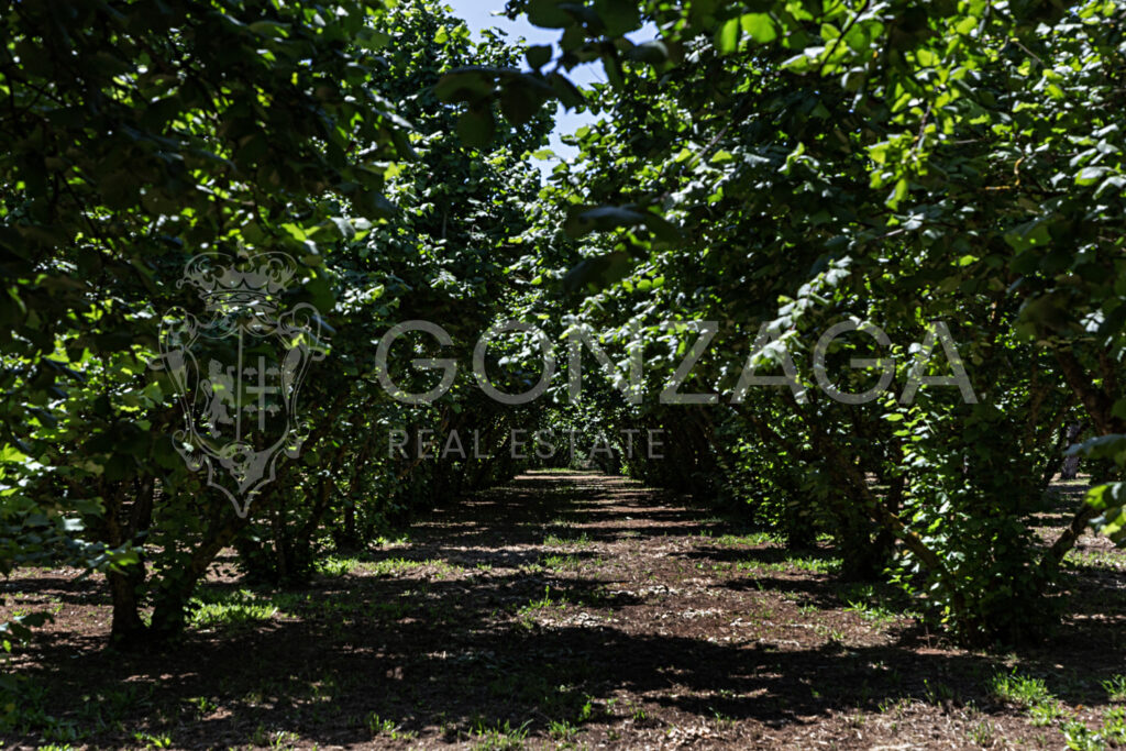 LCG_Capranica_08