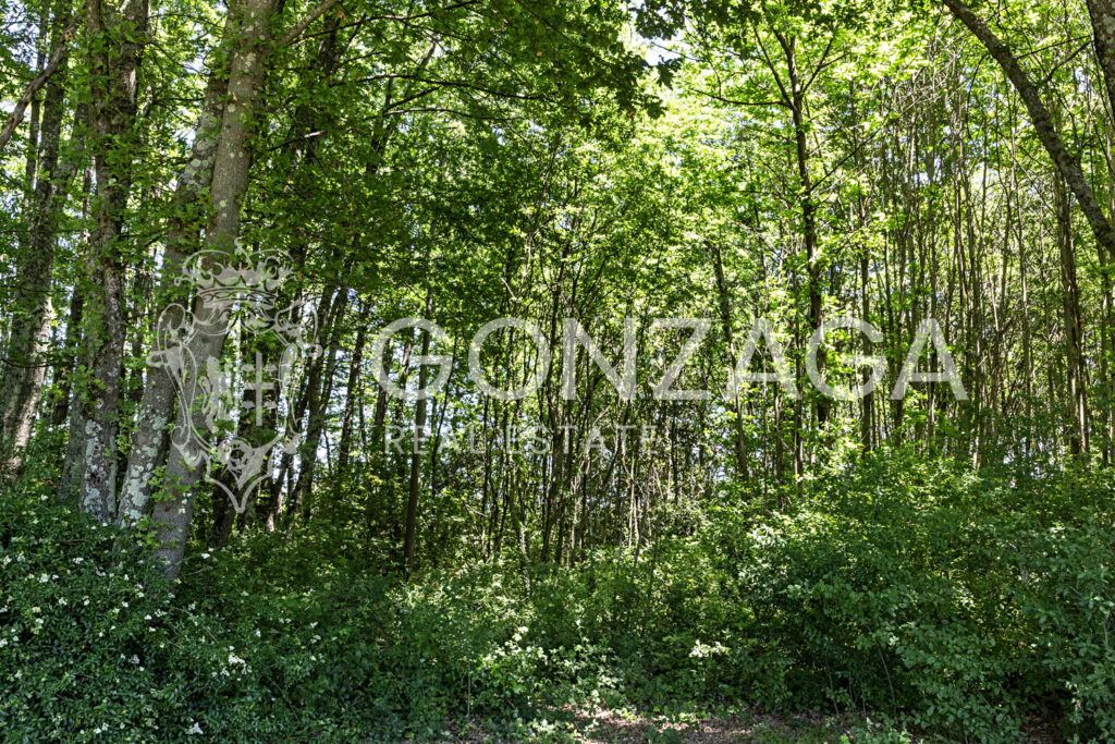 LCG_Capranica_11