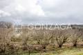 Gallese_Romeo_casale_terreno_11