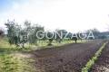 Gallese_terreno_02copia