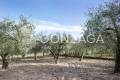 Casale_Gallese__12 copia