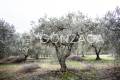 Gallese_Romeo_casale_terreno_18