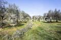 Gallese_terreno_03copia